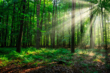 Obraz premium Sunny morning in the forest