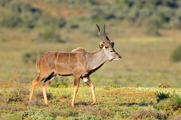 Male kudu antelope (Tragelaphus strepsiceros) walking in natural habitat, Addo Elephant National Park, South Africa.