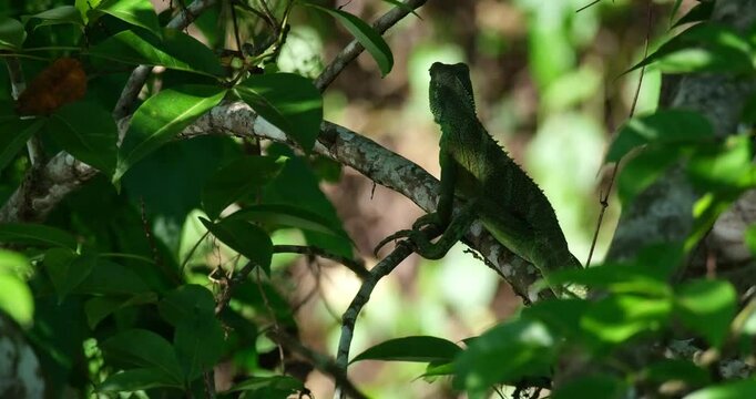 Zooming in on a Chinese Water Dragon Physignathus cocincinus that is perching on a small branch inside the forest of a National Park in Thailand.