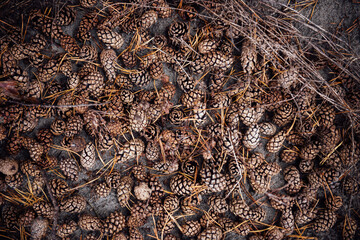 Pine cone autumn background. Lots of brown dried pine cones interspersed with pine needles and twigs in fall as a beautiful pattern. Top view