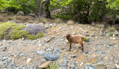 Horned and bearded goat at pasture in Greek island nature background. Beige color young billy goat.