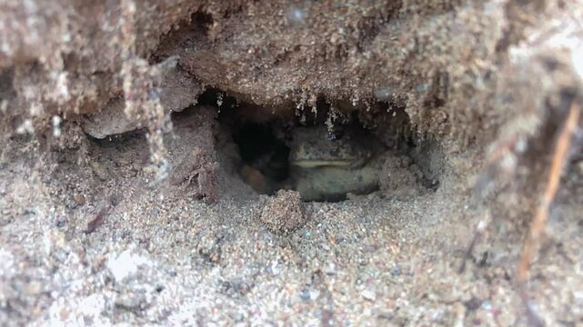Toad eats a bug. A Western Toad is in its burrow and eats a &ldquo;golden stone&rdquo; bug as it crawls in front of it.  Slow motion 240 FPS.