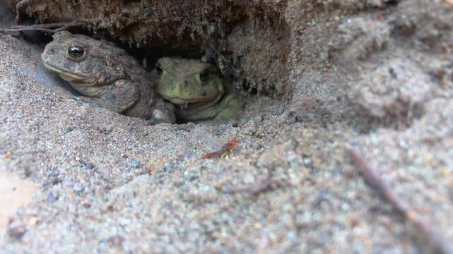Shot starts focused on two toads in a burrow with out of focus mayfly in front.  Then rack focuses on the mayfly in front and a toad looks at it.