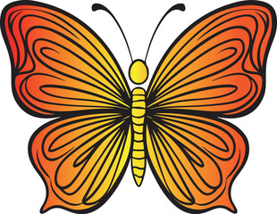 A Butterfly Illustration  vector style  .