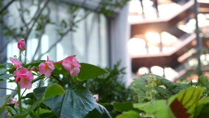 New York City, United States. Hudson Yards urban architecture in Chelsea, NYC Manhattan Midtown, USA. American art landmark and flowers bloom. Spring or summer flowerbed. Greenery and modern buildings