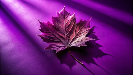 Single Purple Maple Leaf On Purple Background With Dramatic Lighting.