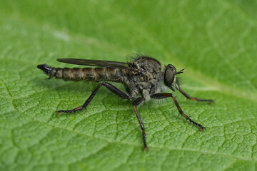Closeup on a European Male Kite-tailed Robberfly, Tolmerus atricapillus on a green leaf