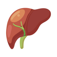Illustration of Human Liver on white
