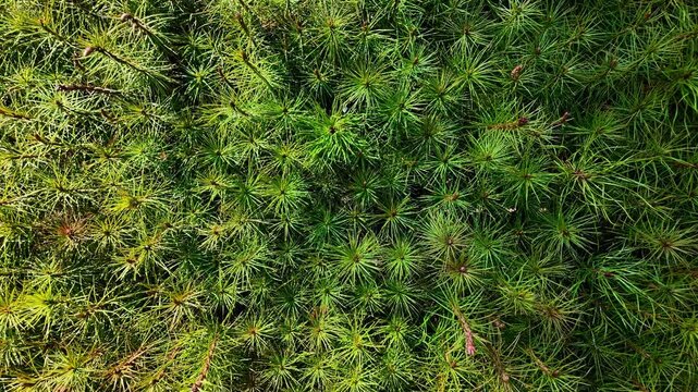 Zoom in shot over a green moss covering the surface of wood log with sunlight falling on it.