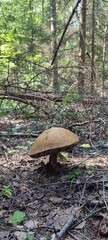 mushrooms in the forest