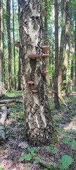 mushrooms on a tree