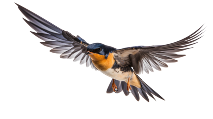 Barn swallow hirundo rustica flying with spread wings, side view