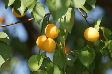 apricots in summer on a city street