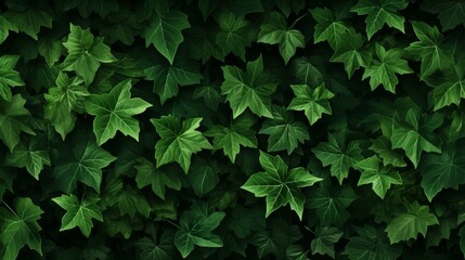 Illustration of verdant ivy vines with natural charm and lush foliage in high resolution quality.