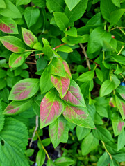 
Blueberry leaves in two colors.