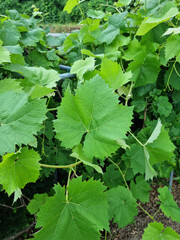 Grape leaves on nature background