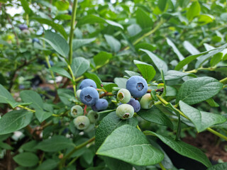 Highbush blueberry plant with fruits