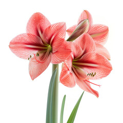 Amaryllis Flower