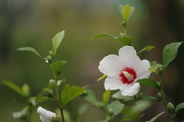 Pure Elegance: White Hibiscus Blossom