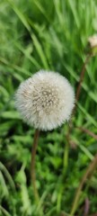 Vibrant Dandelion in Full Bloom on a Sunny Day