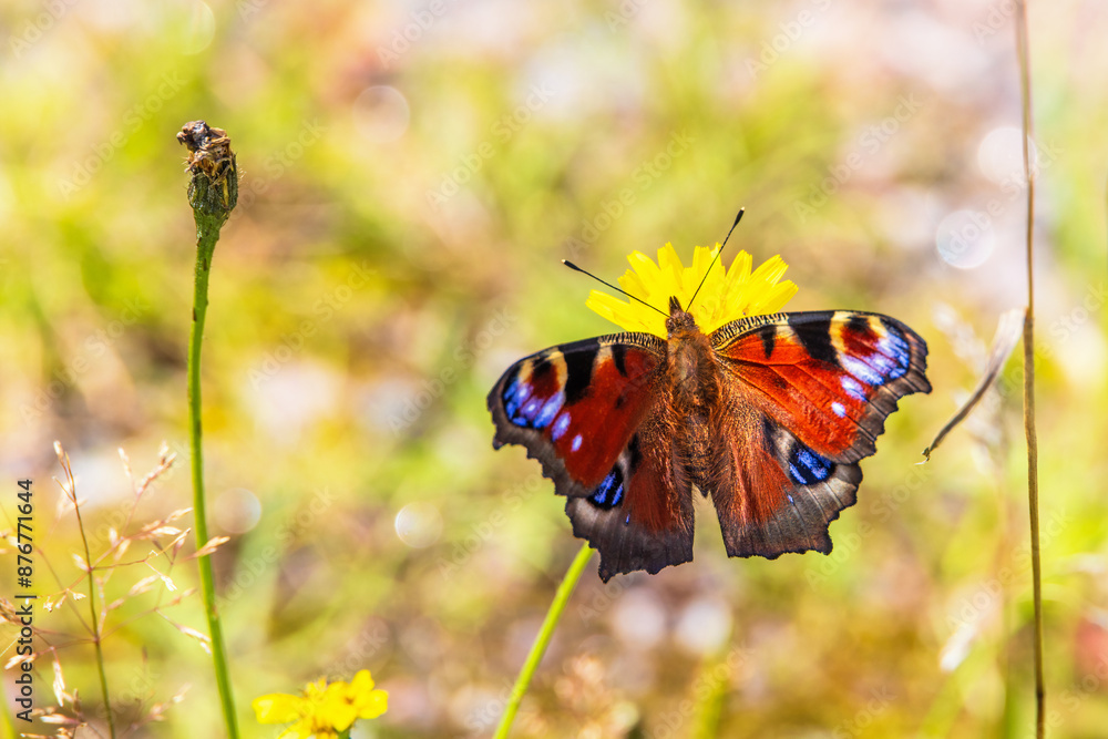 Canvas Prints Colorful Peacock butterfly sitting on a wildflower at a meadow