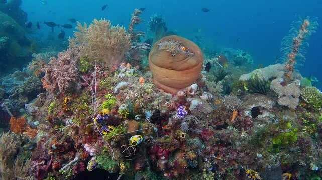 Swimming along the reefs of Lembeh Straits, passing by a large anemone (Heteractis magnifica) and common clownfish 2 of 2  60fps