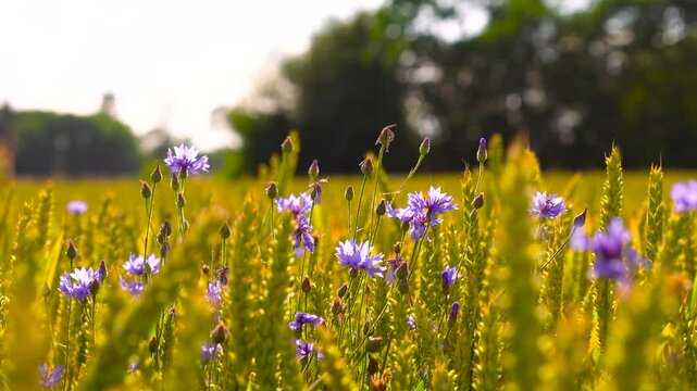 Calm evening wind move cornflower and wheat spikes in countryside field