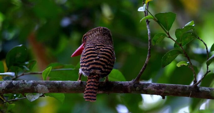 Zooming out of a female Banded Kingfisher Lacedo pulchella that is looking on the left side of the frame as it perches on a tree in the forest of Thailand.