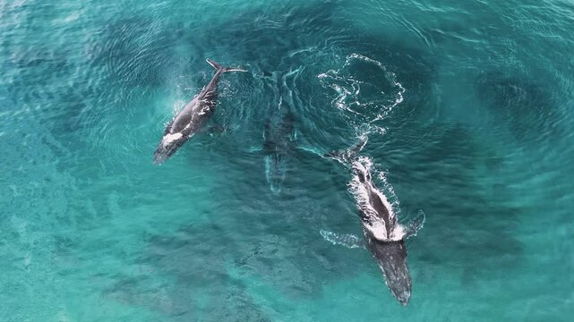 Pod of Humpback Whales stop to rest during their yearly migration to mate, calve and nurture their newborns. Drone view