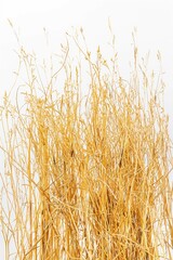 Fototapeta premium A photo of dry grass sitting on top of a field