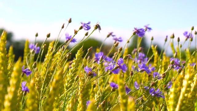Purple cornflower in yellow wheat field move in evening wind, Latvia