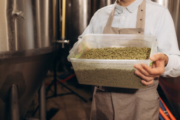 Green hops for beer. Man holding green hop cones.
