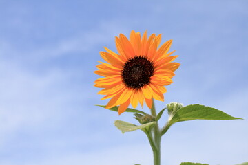 向日葵と夏空