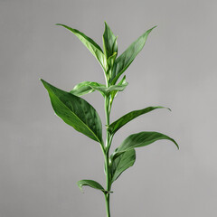 Fototapeta premium Plant isolated on gray background