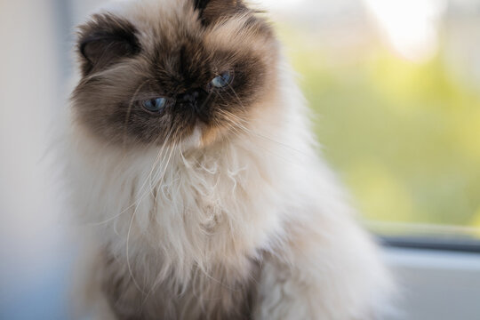 A young Persian white and black cat, sitting and looking askance at us. The focus is on the eyes.