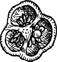 hand drawn illustration of habanero, vertical