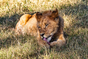 Fauna africana