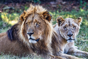 Fauna africana