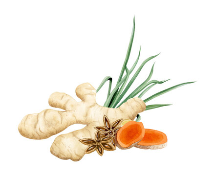 recommend clip art: Ginger, turmeric, lemongrass and star anise spice watercolor illustration isolated on white. Healthy orange vegetable root herb, natural curcuma mix for healthy cooking clipart