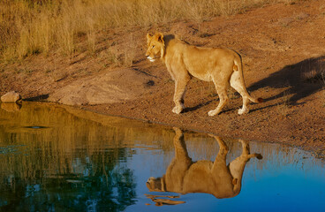 Fauna africana