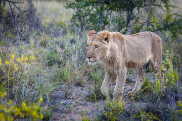 Fauna africana