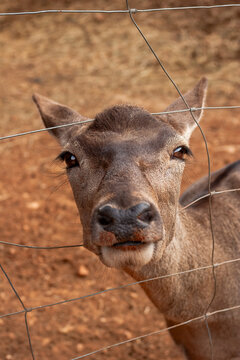 Fauna africana