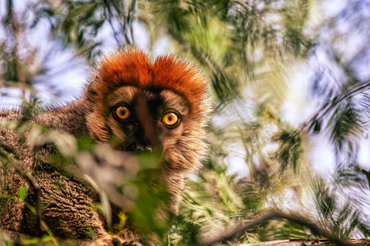 Fauna africana