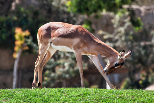 Fauna africana
