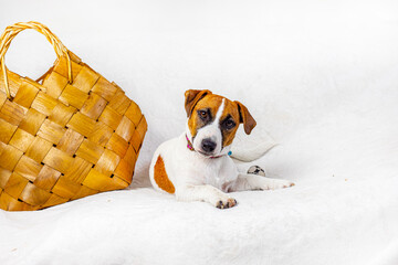 beautiful Jack Russell Terrier puppy lies next to a handmade wicker bag. Caring for and raising...