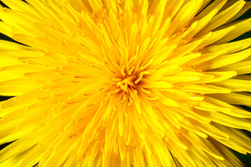 Yellow dandelion close-up. Natural background.