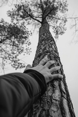 Fototapeta premium A person stretching upwards to grasp a tall tree branch