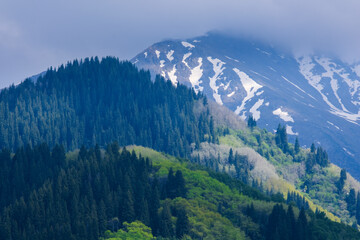 Fototapeta premium Forest in the spring Tien Shan mountains with remnants of winter snow under the clouds
