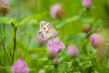 Marigold briseid butterfly, Chazara briseis sits on a pink clover flower in summer