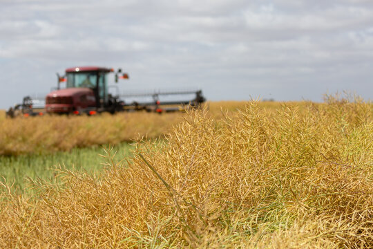 Machine cutting canola into rows (windrows) on a farm
